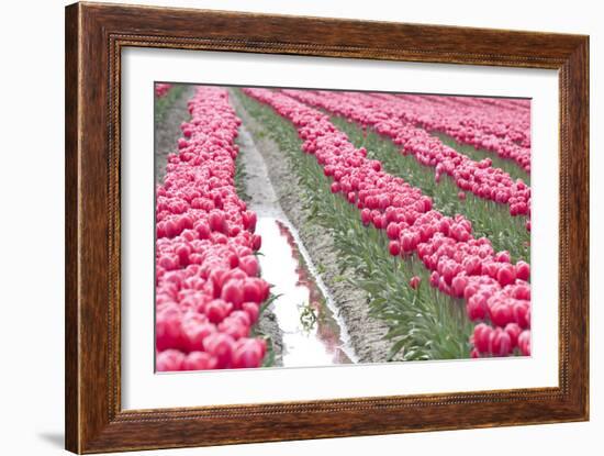 Rainy Tulip Field-Dana Styber-Framed Photographic Print