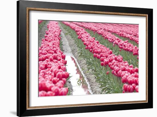 Rainy Tulip Field-Dana Styber-Framed Photographic Print