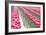 Rainy Tulip Field-Dana Styber-Framed Photographic Print