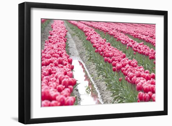 Rainy Tulip Field-Dana Styber-Framed Photographic Print