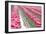 Rainy Tulip Field-Dana Styber-Framed Photographic Print