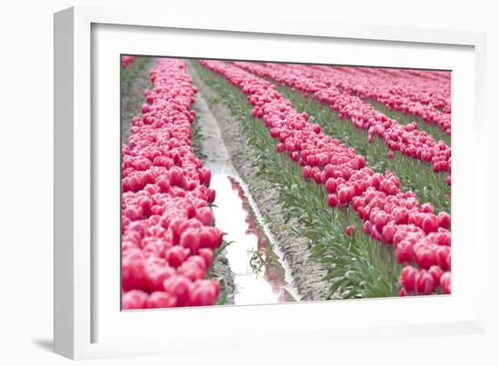 Rainy Tulip Field-Dana Styber-Framed Photographic Print