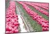 Rainy Tulip Field-Dana Styber-Mounted Photographic Print