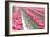 Rainy Tulip Field-Dana Styber-Framed Photographic Print