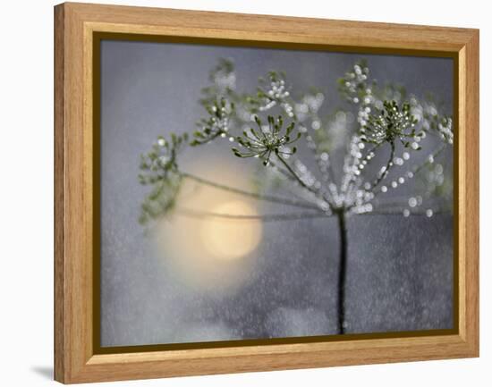 Rainy-Heidi Westum-Framed Premier Image Canvas