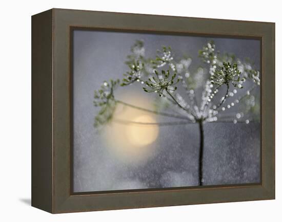 Rainy-Heidi Westum-Framed Premier Image Canvas