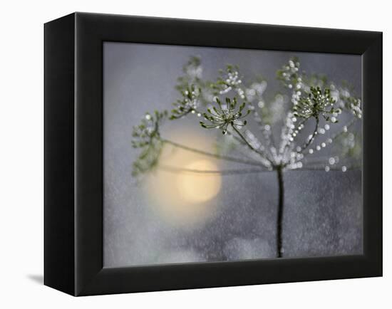 Rainy-Heidi Westum-Framed Premier Image Canvas