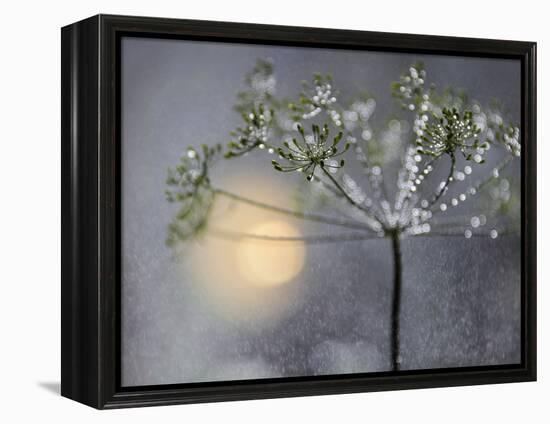 Rainy-Heidi Westum-Framed Premier Image Canvas