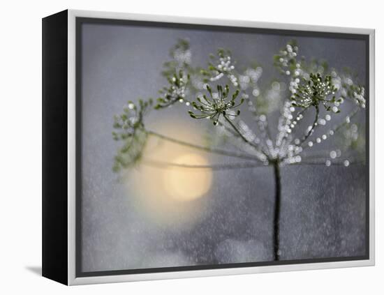 Rainy-Heidi Westum-Framed Premier Image Canvas