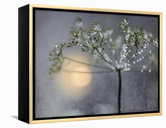 Rainy-Heidi Westum-Framed Premier Image Canvas