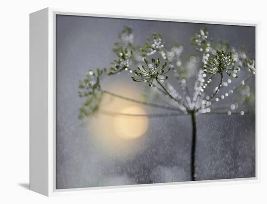 Rainy-Heidi Westum-Framed Premier Image Canvas