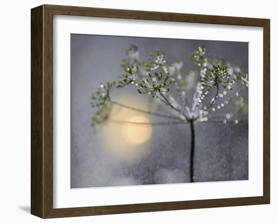 Rainy-Heidi Westum-Framed Photographic Print