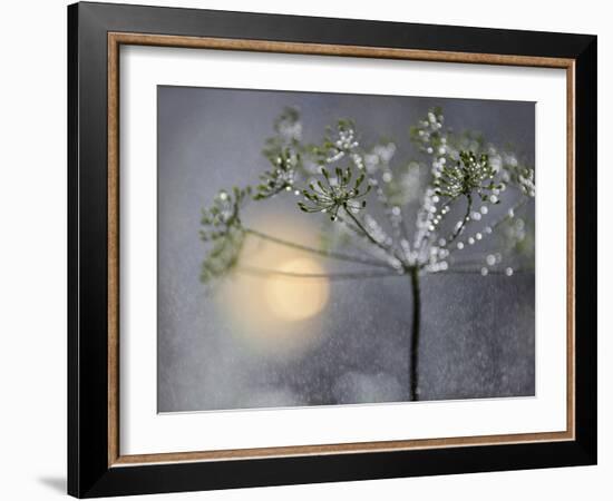 Rainy-Heidi Westum-Framed Photographic Print