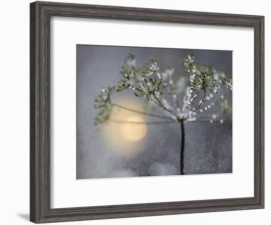 Rainy-Heidi Westum-Framed Photographic Print