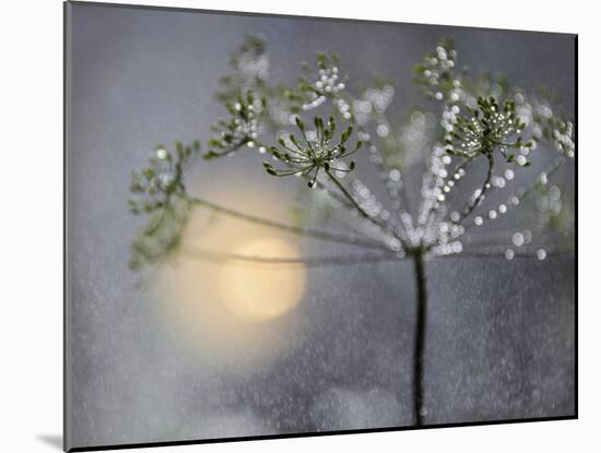 Rainy-Heidi Westum-Mounted Photographic Print