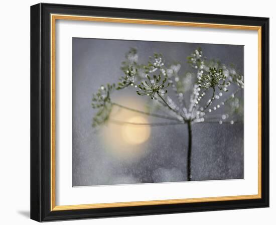 Rainy-Heidi Westum-Framed Photographic Print