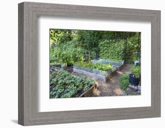 Raised garden beds in a community garden containing strawberries, Chioggia beets, lettuce-Janet Horton-Framed Photographic Print