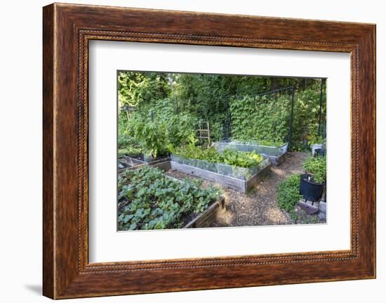 Raised garden beds in a community garden containing strawberries, Chioggia beets, lettuce-Janet Horton-Framed Photographic Print