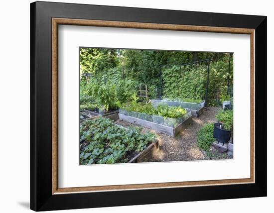 Raised garden beds in a community garden containing strawberries, Chioggia beets, lettuce-Janet Horton-Framed Photographic Print