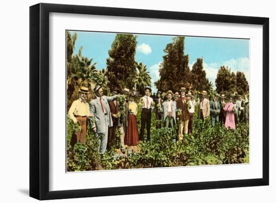 Raisin Vineyard, Fresno, California-null-Framed Art Print