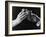 Raising Glasses-null-Framed Photographic Print