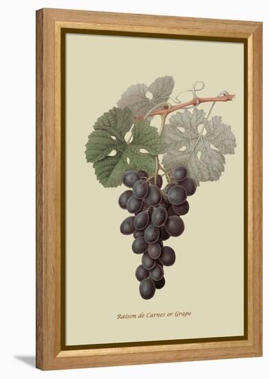 Raison De Carnes or Grape-William Hooker-Framed Stretched Canvas