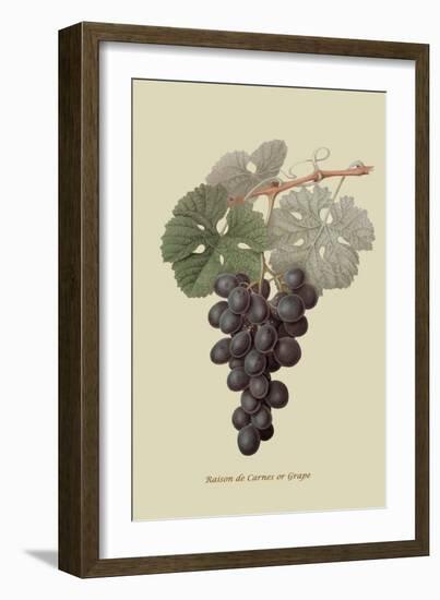 Raison De Carnes or Grape-William Hooker-Framed Art Print