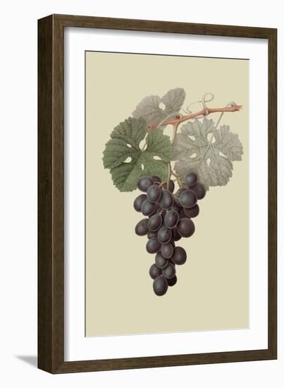 Raison De Carnes or Grape-William Hooker-Framed Art Print