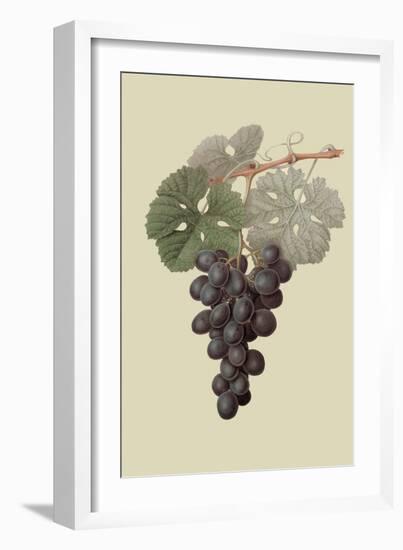 Raison De Carnes or Grape-William Hooker-Framed Art Print