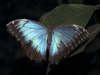 Blue Morpho Butterfly (Morpho Peleide)-Raj Kamal-Framed Photographic Print