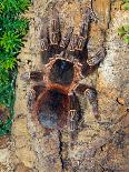 Brazilian Fire Red, One of the Biggest Tarantula Giants, Brazil, South America-Raj Kamal-Framed Photographic Print