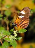 Blue Morpho Butterfly (Morpho Peleide)-Raj Kamal-Photographic Print