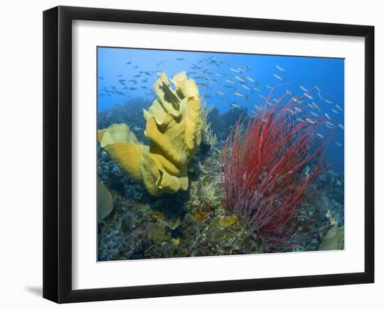 Raja Ampat, Indonesia-Jones-Shimlock-Framed Photographic Print