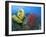 Raja Ampat, Indonesia-Jones-Shimlock-Framed Photographic Print