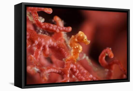 Raja Ampat Pigmee Seahorse-Bernard Radvaner-Framed Premier Image Canvas