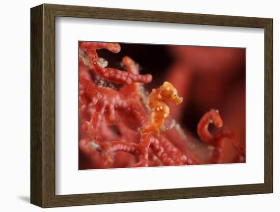 Raja Ampat Pigmee Seahorse-Bernard Radvaner-Framed Photographic Print