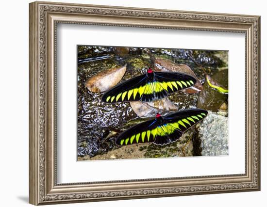 Raja Brookes Birdwing Butterfly (Trogonoptera brookiana), Borneo-Paul Williams-Framed Photographic Print