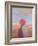 Rajasthan Farmer, 2012-Lincoln Seligman-Framed Giclee Print