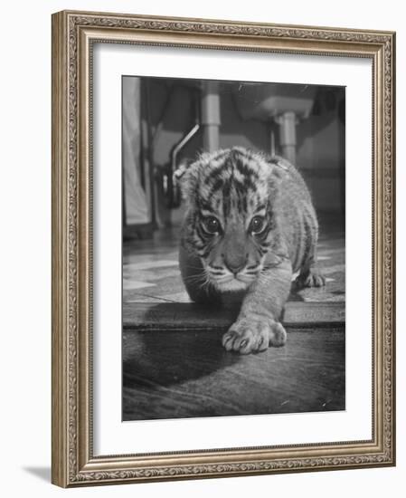 Rajpur, a Tiger Cub, Being Cared for by Mrs. Martini, Wife of the Bronx Zoo Lion Keeper-Alfred Eisenstaedt-Framed Photographic Print