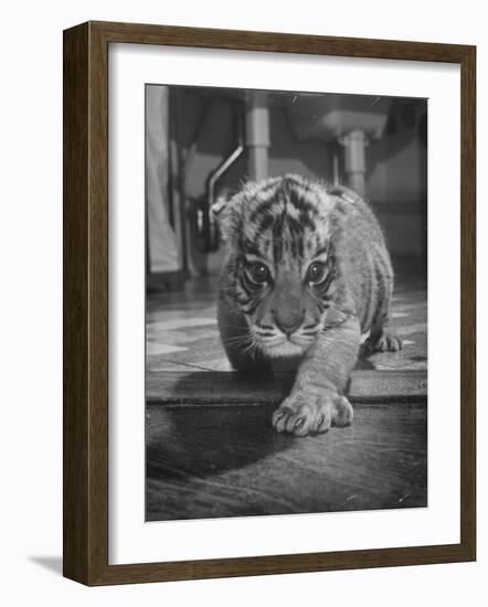 Rajpur, a Tiger Cub, Being Cared for by Mrs. Martini, Wife of the Bronx Zoo Lion Keeper-Alfred Eisenstaedt-Framed Photographic Print