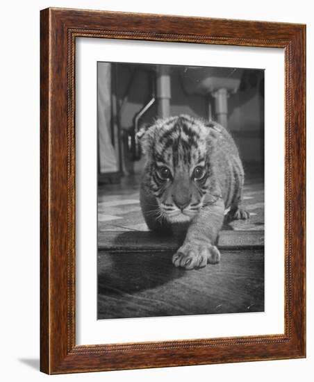 Rajpur, a Tiger Cub, Being Cared for by Mrs. Martini, Wife of the Bronx Zoo Lion Keeper-Alfred Eisenstaedt-Framed Photographic Print