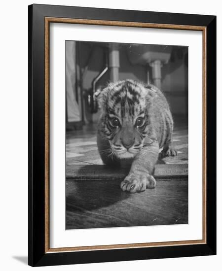 Rajpur, a Tiger Cub, Being Cared for by Mrs. Martini, Wife of the Bronx Zoo Lion Keeper-Alfred Eisenstaedt-Framed Photographic Print