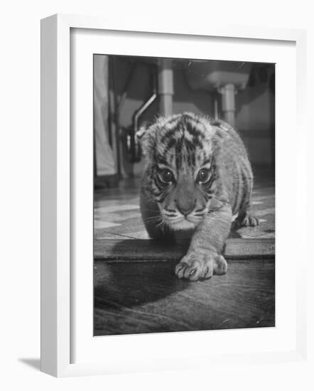 Rajpur, a Tiger Cub, Being Cared for by Mrs. Martini, Wife of the Bronx Zoo Lion Keeper-Alfred Eisenstaedt-Framed Photographic Print