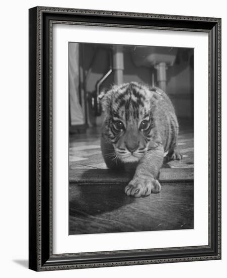 Rajpur, a Tiger Cub, Being Cared for by Mrs. Martini, Wife of the Bronx Zoo Lion Keeper-Alfred Eisenstaedt-Framed Photographic Print
