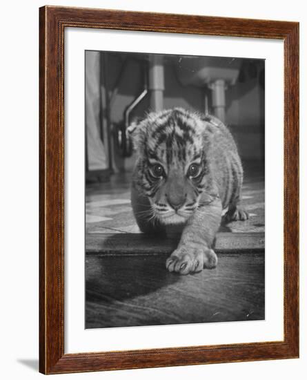 Rajpur, a Tiger Cub, Being Cared for by Mrs. Martini, Wife of the Bronx Zoo Lion Keeper-Alfred Eisenstaedt-Framed Photographic Print