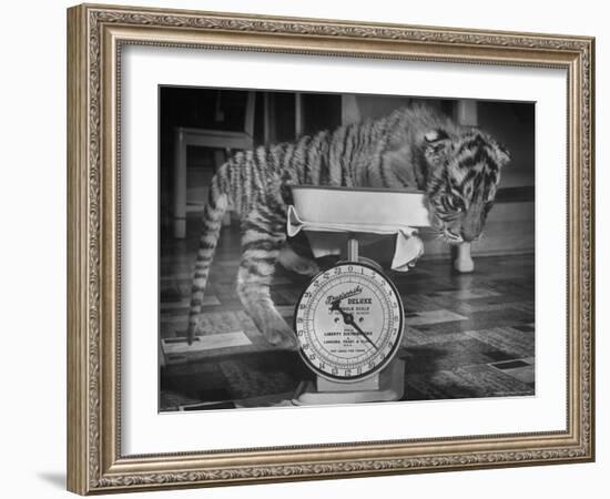 Rajpur, a Tiger Cub, Being Weighed on a Scale-Alfred Eisenstaedt-Framed Photographic Print