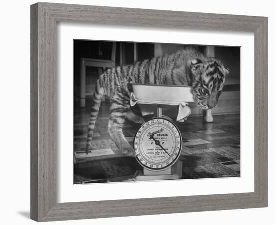 Rajpur, a Tiger Cub, Being Weighed on a Scale-Alfred Eisenstaedt-Framed Photographic Print