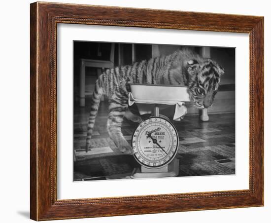 Rajpur, a Tiger Cub, Being Weighed on a Scale-Alfred Eisenstaedt-Framed Photographic Print