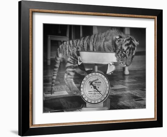Rajpur, a Tiger Cub, Being Weighed on a Scale-Alfred Eisenstaedt-Framed Photographic Print