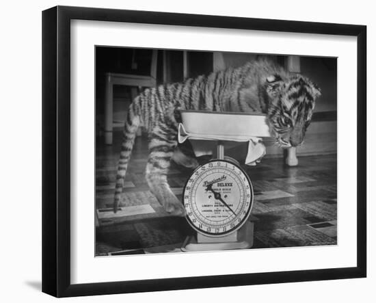 Rajpur, a Tiger Cub, Being Weighed on a Scale-Alfred Eisenstaedt-Framed Photographic Print